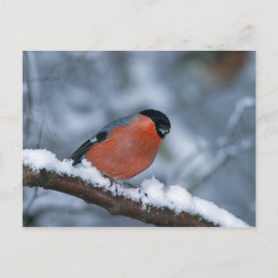Männlicher Bullfinch auf der Schneekarte Postkarte