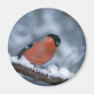 Männlicher Bullfinch im Schneemagnet Magnet