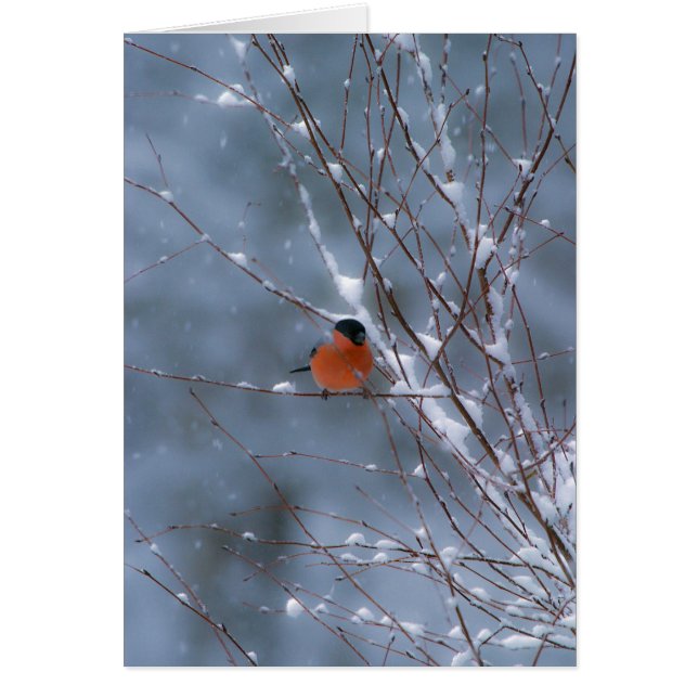 Männlicher Bullfinch in der Schneekarte (Vorne)