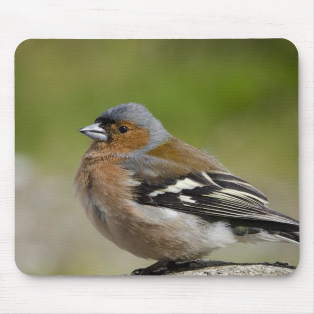 Männlicher Chaffinch (WILD: Fringilla coelebs) Mousepad (Vorne)