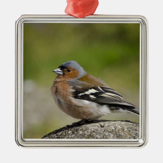 Männlicher Chaffinch (WILD: Fringilla coelebs) Ornament Aus Metall (Vorne)