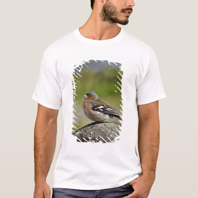 Männlicher Chaffinch (WILD: Fringilla coelebs) T-Shirt (Vorderseite)