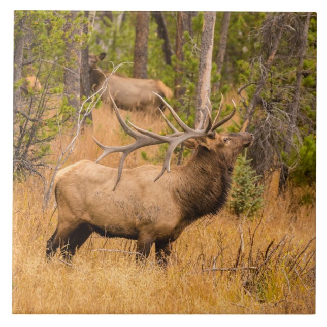 Männlicher Elch | Rocky Mountain National Park, Co Fliese (Vorderseite)