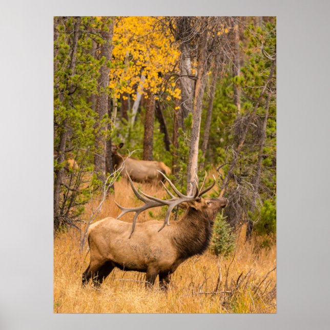 Männlicher Elch | Rocky Mountain National Park, Co Poster (Vorne)