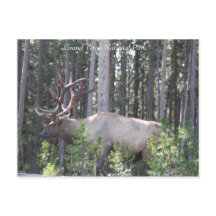Männlicher Elk, Grand Teton Nationalpark, Fotograf