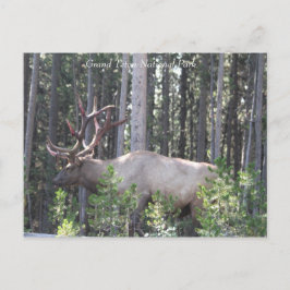 Männlicher Elk, Grand Teton Nationalpark, Fotograf Postkarte