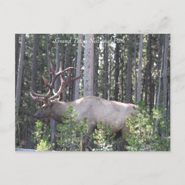 Männlicher Elk, Grand Teton Nationalpark, Fotograf Postkarte (Vorderseite)