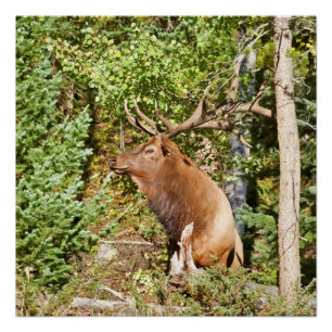 Männlicher Elk im Rocky Mountain Nationalpark Poster