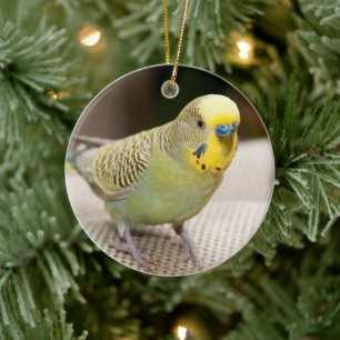 Männlicher Gelb und grüner Parkett Keramik Ornament
