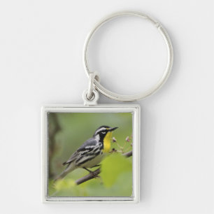 Männlicher Gelbkehl-Waldsänger, Dendroica Schlüsselanhänger