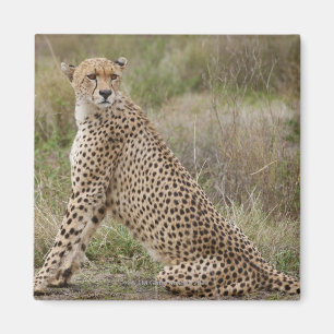 männlicher Gepard, Acinonyx jubatus, Serengeti, Magnet