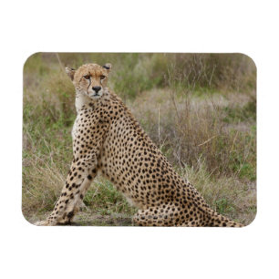 männlicher Gepard, Acinonyx jubatus, Serengeti, Magnet