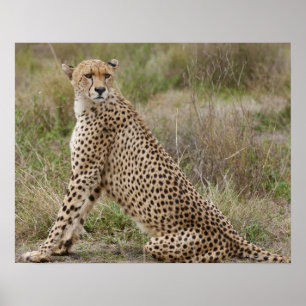 männlicher Gepard, Acinonyx jubatus, Serengeti, Poster