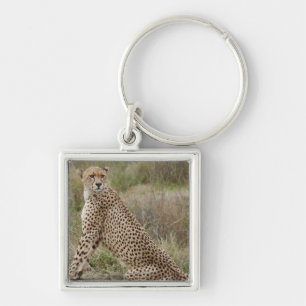 männlicher Gepard, Acinonyx jubatus, Serengeti, Schlüsselanhänger