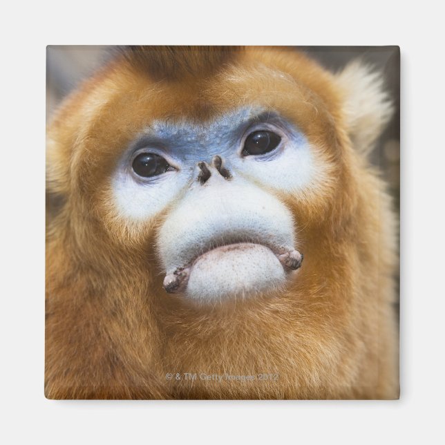 Männlicher Golden Monkey Pygathrix roxellana, Port Magnet (Vorne)