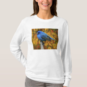 Männlicher Indigofink, Passerina cyanea T-Shirt