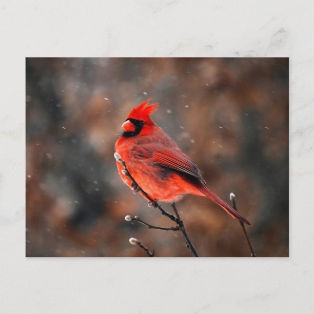 Männlicher Kardinal Bird Postkarte (Vorderseite)