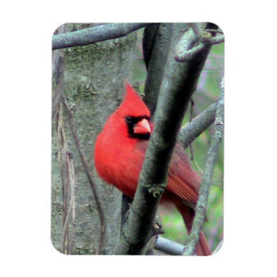 Männlicher Kardinal ( Frühjahr) Magnet