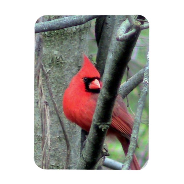 Männlicher Kardinal ( Frühjahr) Magnet (Vertikal)