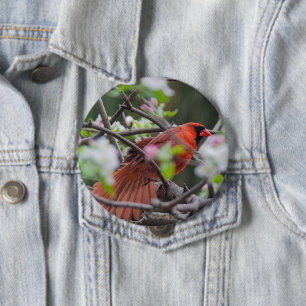 Männlicher Kardinal im Springtime Button
