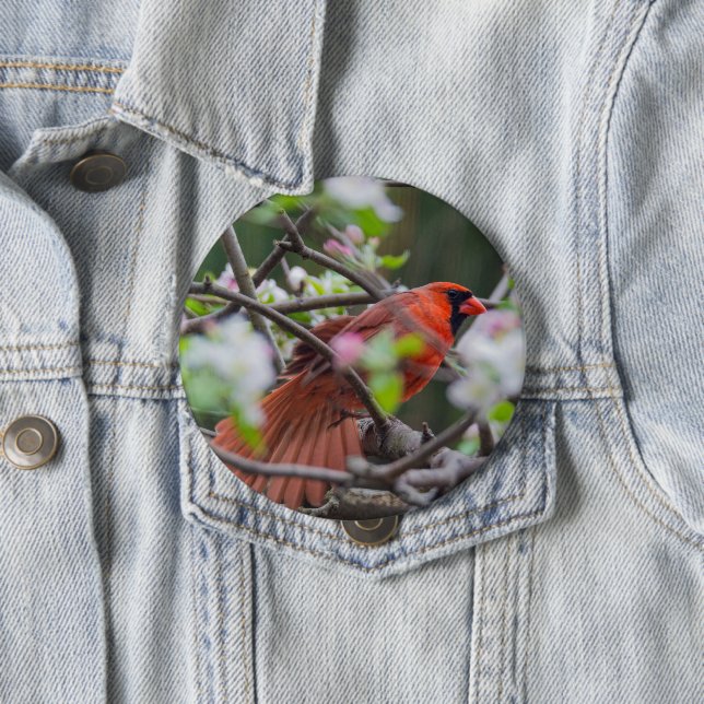 Männlicher Kardinal im Springtime Button (Beispiel)