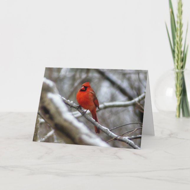 Männlicher Kardinal Karte (Vorderseite)