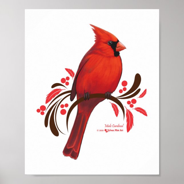 Männlicher Kardinal Poster (Vorne)