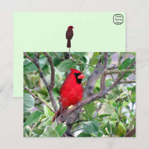 Männlicher Kardinal Vogelbeobachter Postkarte