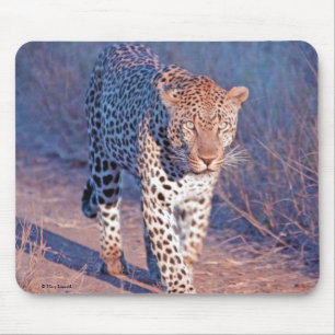Männlicher Leopard Mousepad