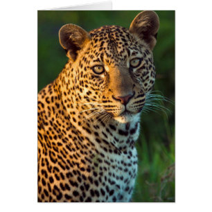 Männlicher Leopard (Panthera Pardus) ausgewachsene