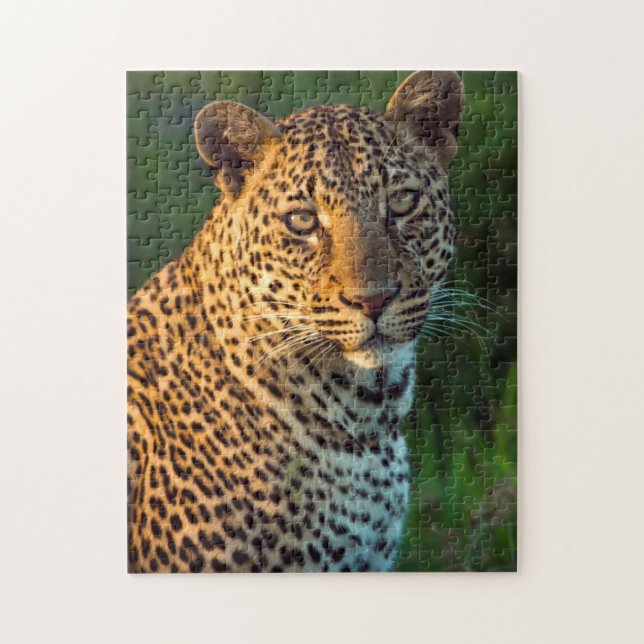 Männlicher Leopard (Panthera Pardus) ausgewachsene (Vertikal)