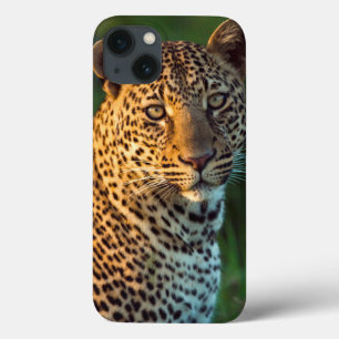 Männlicher Leopard (Panthera Pardus) ausgewachsene Case-Mate iPhone Hülle