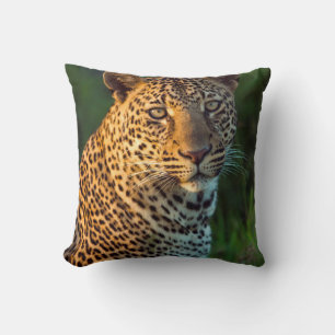 Männlicher Leopard (Panthera Pardus) ausgewachsene Kissen
