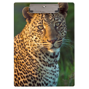 Männlicher Leopard (Panthera Pardus) ausgewachsene Klemmbrett