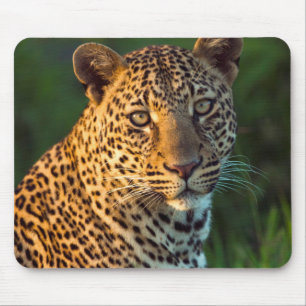 Männlicher Leopard (Panthera Pardus) ausgewachsene Mousepad