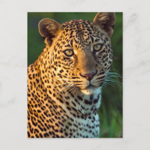 Männlicher Leopard (Panthera Pardus) ausgewachsene Postkarte