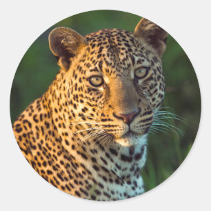 Männlicher Leopard (Panthera Pardus) ausgewachsene Runder Aufkleber