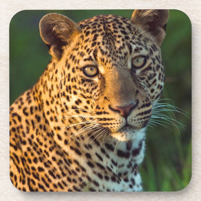 Männlicher Leopard (Panthera Pardus) ausgewachsene Untersetzer (Vorderseite)
