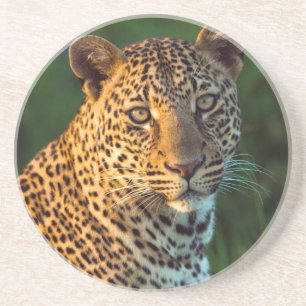 Männlicher Leopard (Panthera Pardus) ausgewachsene Untersetzer