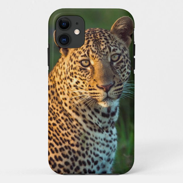Männlicher Leopard (Panthera Pardus) Grobgrieß Case-Mate iPhone Hülle (Rückseite)