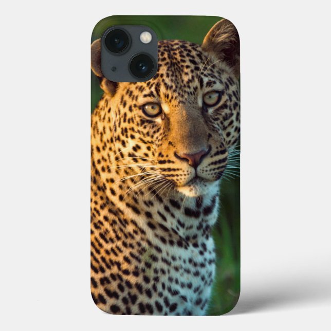 Männlicher Leopard (Panthera Pardus) Grobgrieß Case-Mate iPhone Hülle (Rückseite)