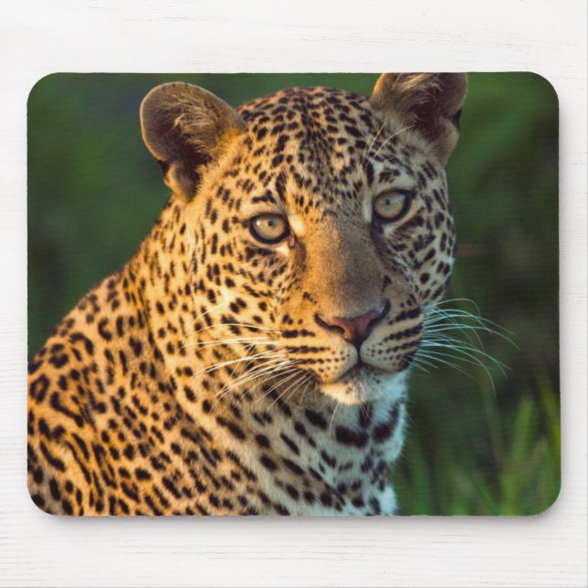 Männlicher Leopard (Panthera Pardus) Grobgrieß Mousepad (Vorne)