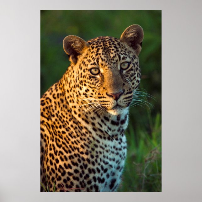 Männlicher Leopard (Panthera Pardus) Grobgrieß Poster (Vorne)