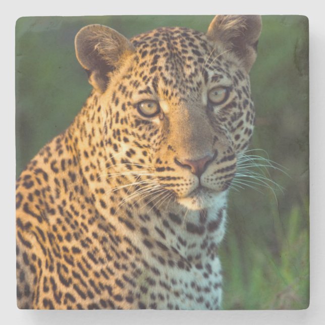 Männlicher Leopard (Panthera Pardus) Steinuntersetzer (Vorderseite)