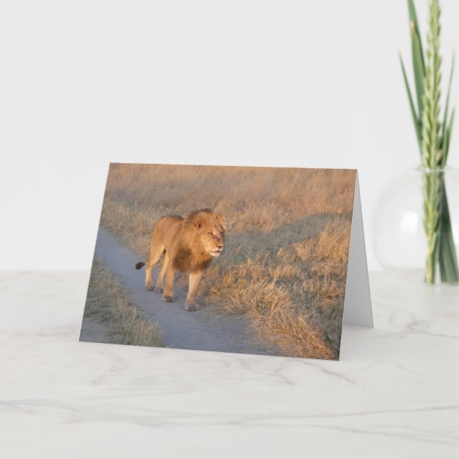 MÄNNLICHER LÖWE AUF DER SUCHT  KARTE (Vorderseite)