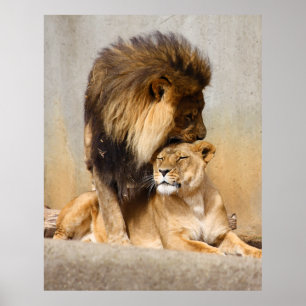 Männlicher Löwe in der Liebe Poster