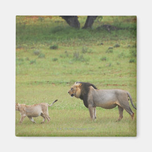 männlicher Löwe mit Jungem, Panthera Löwe, Magnet