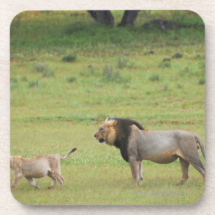 männlicher Löwe mit Jungem, Panthera Löwe, Untersetzer