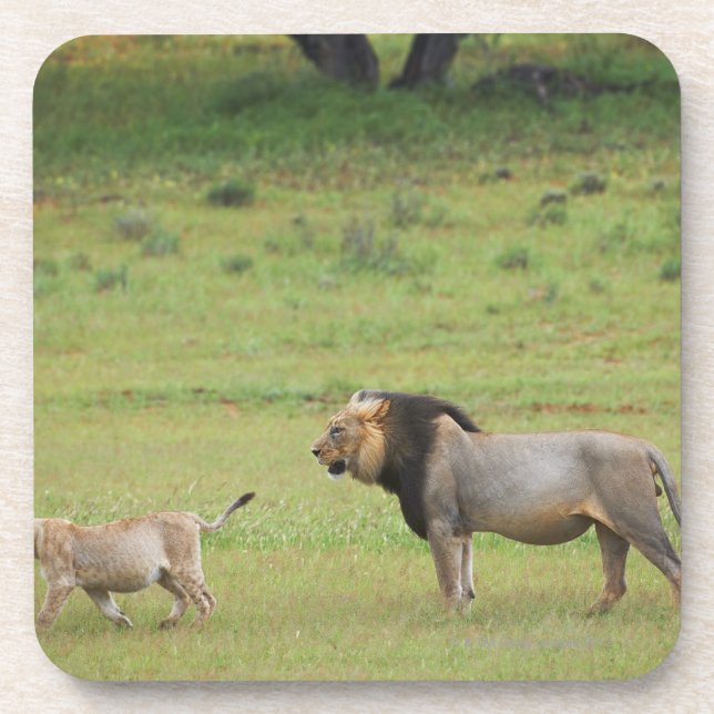 männlicher Löwe mit Jungem, Panthera Löwe, Untersetzer (Vorderseite)