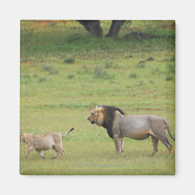 männlicher Löwe mit Sack, Panthera leo, Kgalagadi Magnet (Vorne)